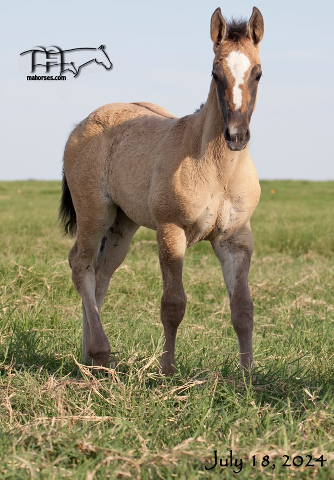 Smokin Sass MA's 2024 Dun or Gray filly